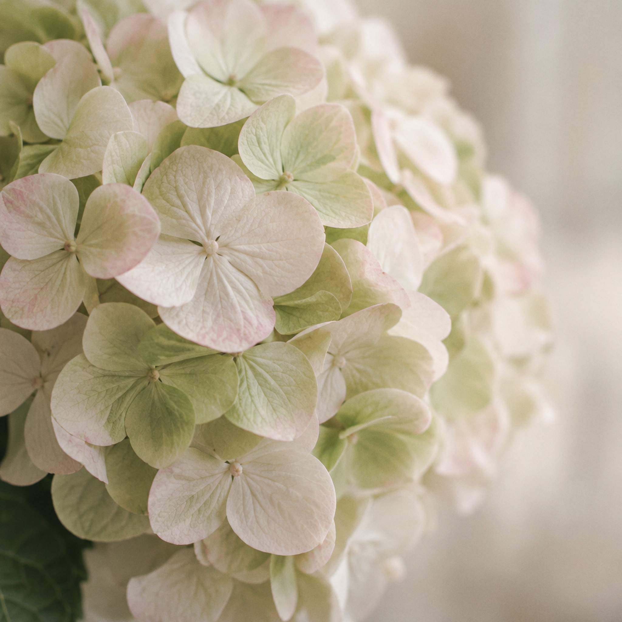 Pale hydrangea blossom