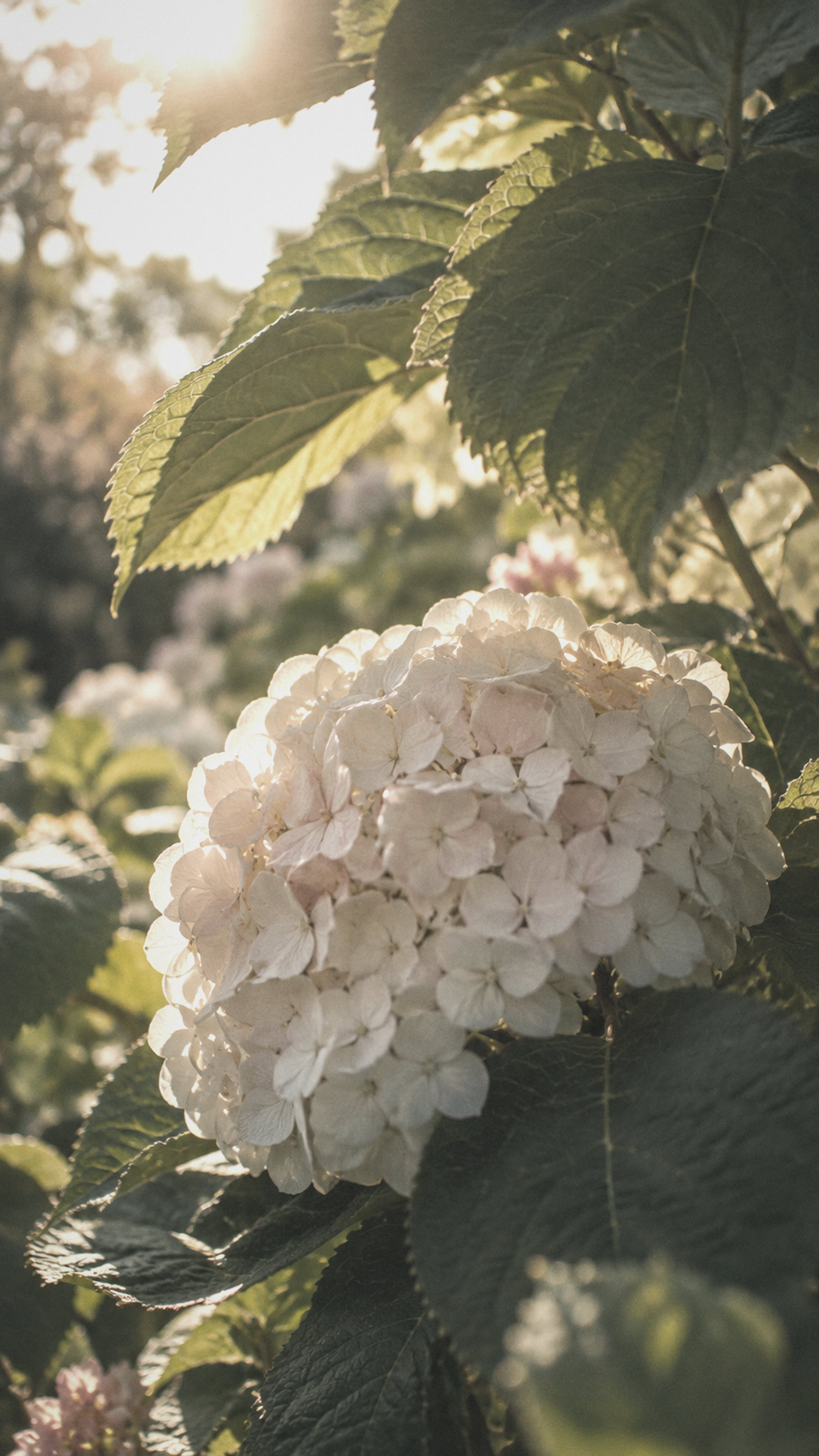 Pale hydrangea sheltered from the sun by its leaves