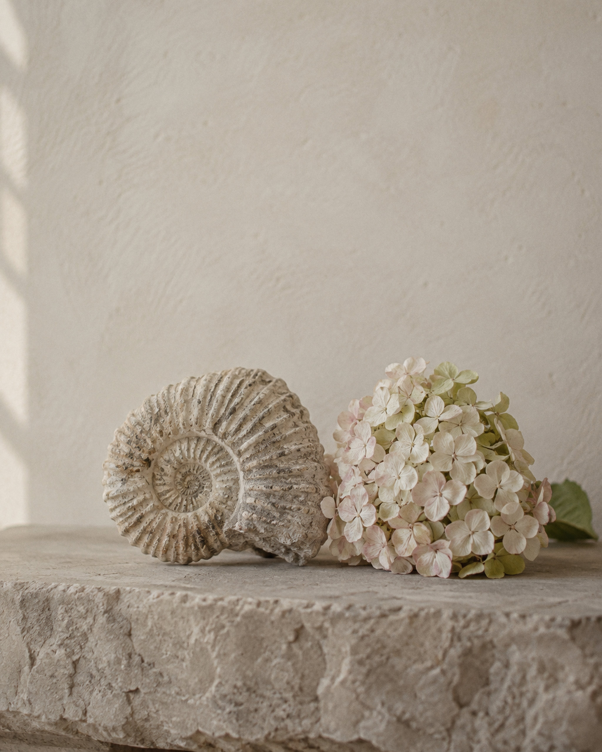 An ammonite fossil and a pale hydrangea on raw limestone